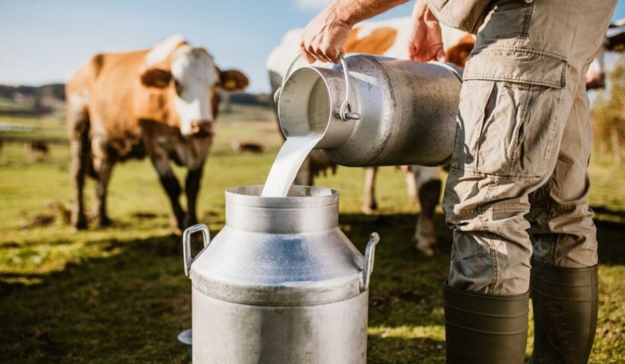 Por la caída en el consumo de lácteos, la producción de leche retrocedió 14,5%