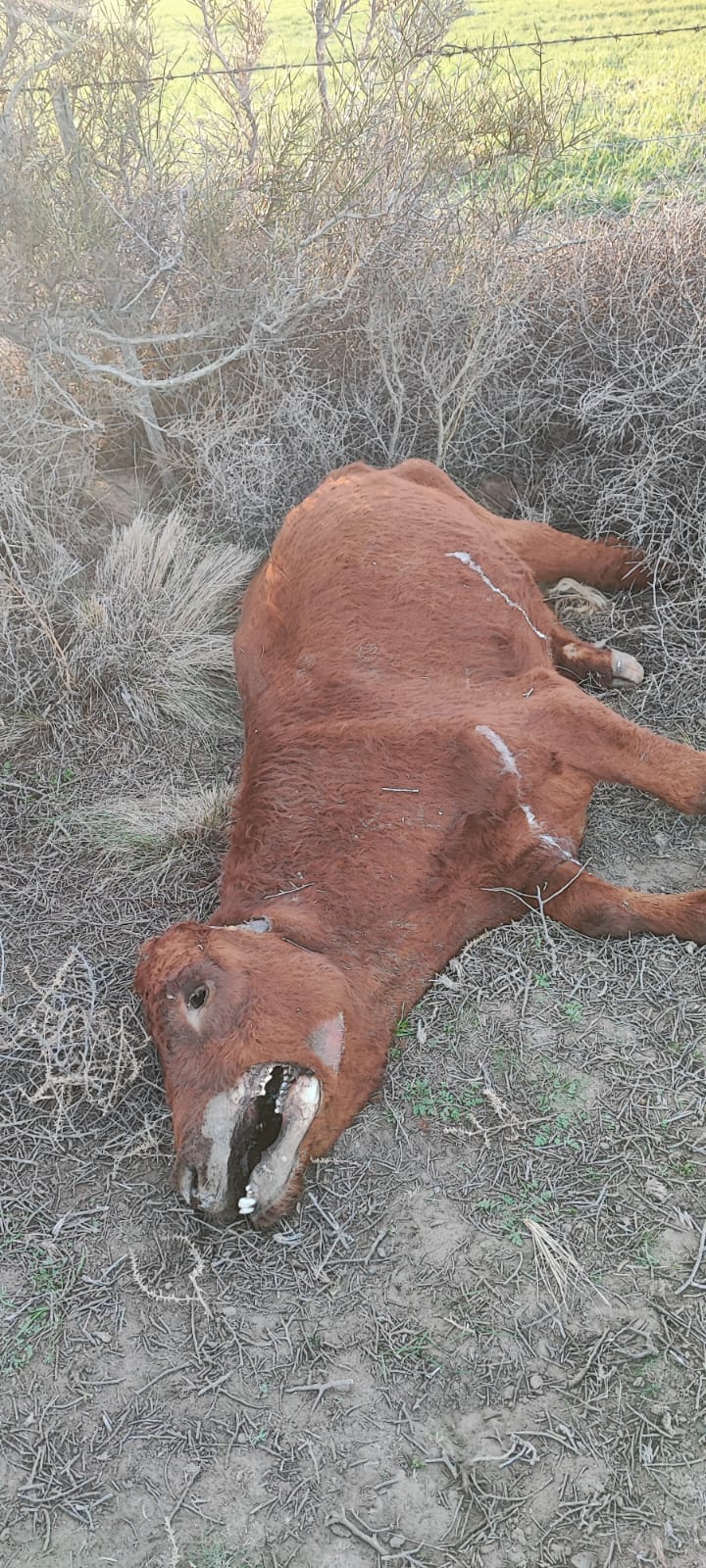 Apareció una vaca mutilada en Patagones