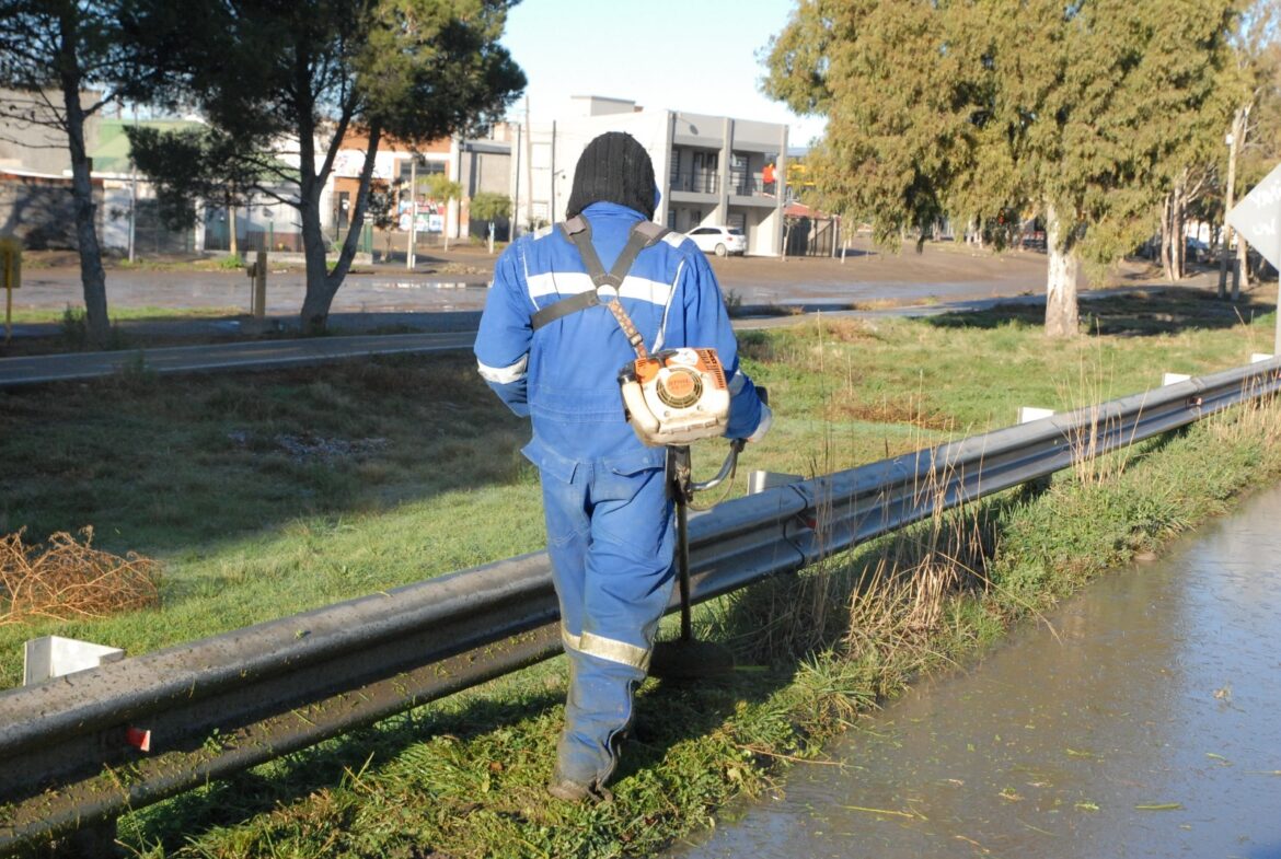 Tareas de podas correctivas y de desmalezamiento en Viedma