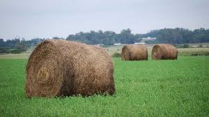 Arrancó el Programa de Implementación de Pasturas del Sudoeste Bonaerense