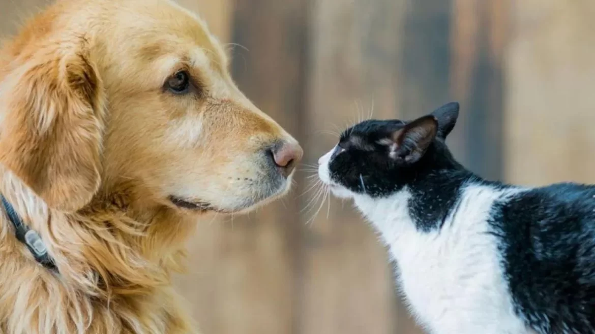 Comenzó el censo de mascotas en Patagones