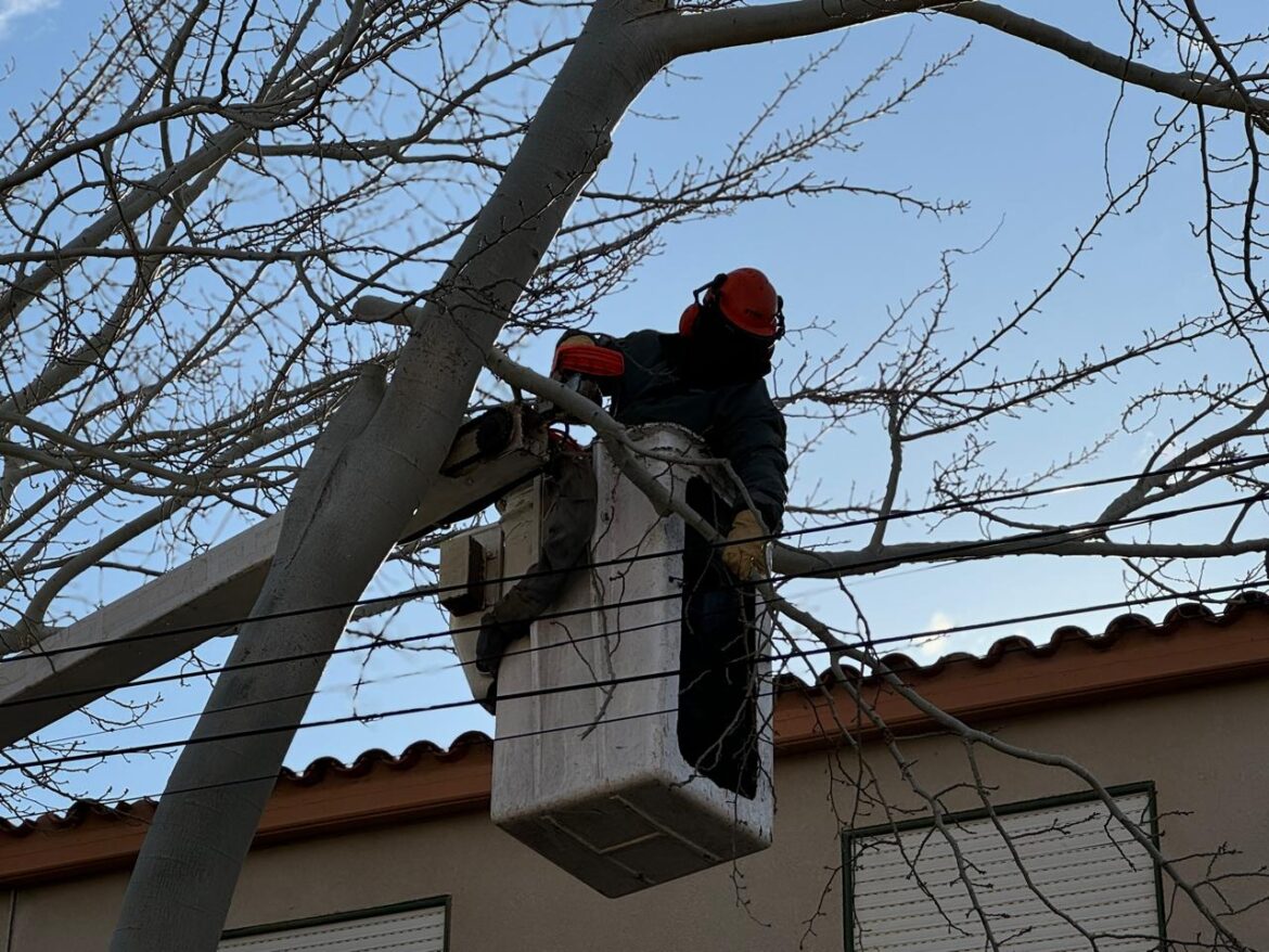 Últimos días de poda: cómo solicitar el retiro de ramas municipal