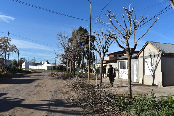 Realizan podas en barrios y plazas de Patagones