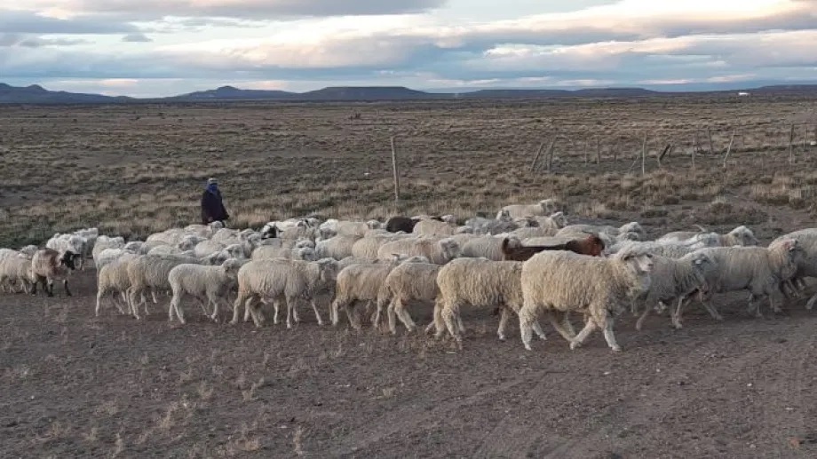 Presentan proyecto para reactivar el Fondo de Ganadería Ovina