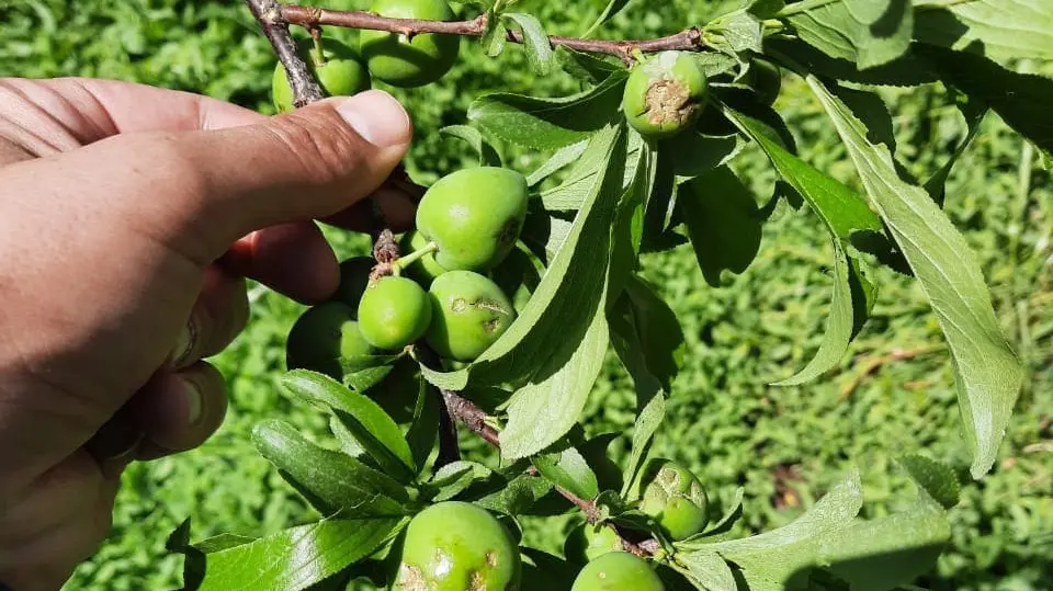 Acompañamiento provincial a los productores del Valle Inferior y Medio