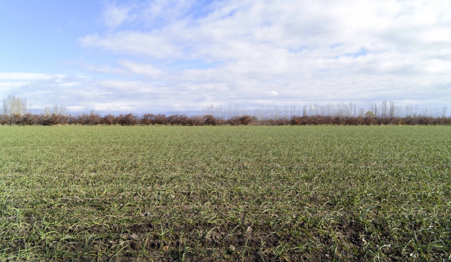 Declaran la emergencia nacional agropecuaria por sequía