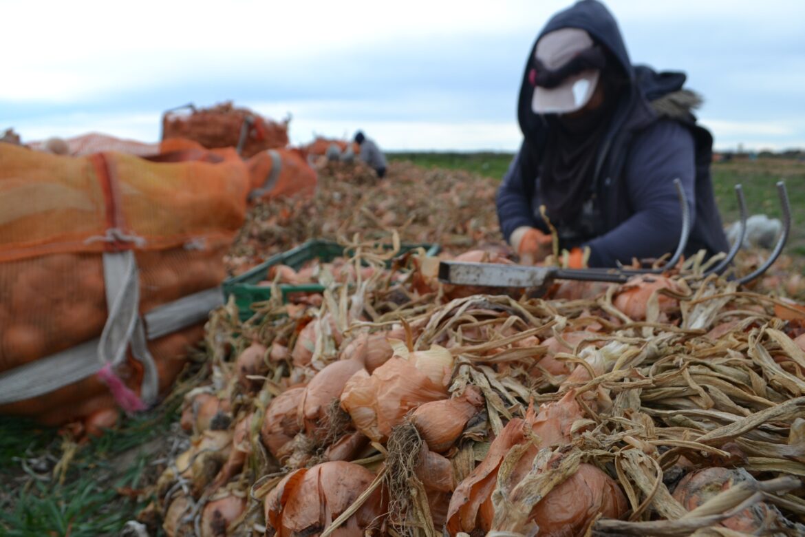 Desde la Tierra, un documental que muestra la producción cebollera de la zona