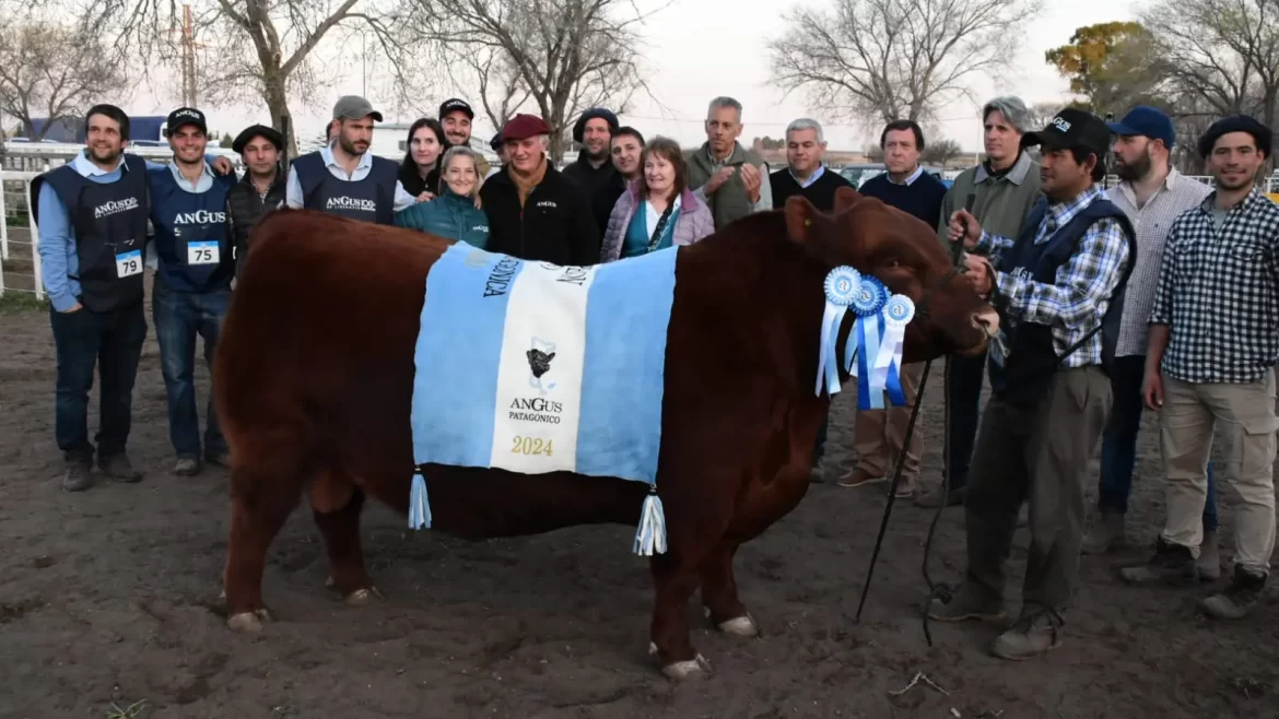 Precio récord del Gran Campeón Angus en la Rural de Río Colorado