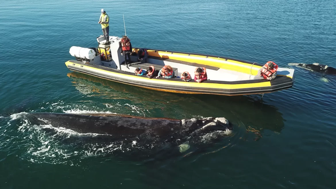 Fomentan el avistaje de ballenas en el Golfo San Matías