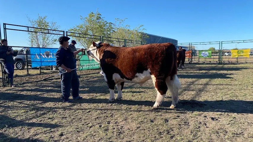 Se viene la 28° edición de la Exposición Rural en Viedma