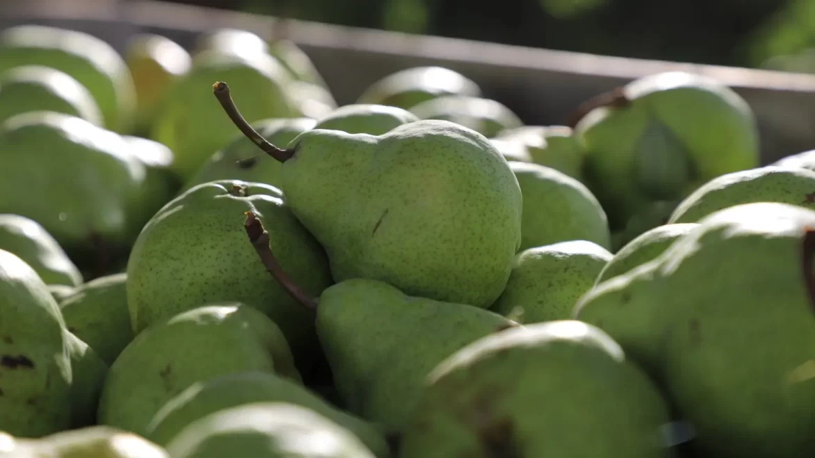 Financiamiento para fortalecer la sanidad en Fruticultura