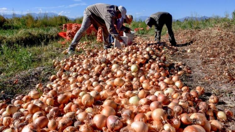 Patagones y Villarino impulsan récord en exportación de cebolla