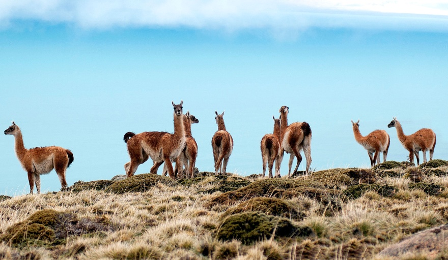 El gobierno nacional promueve el uso sostenible del guanaco