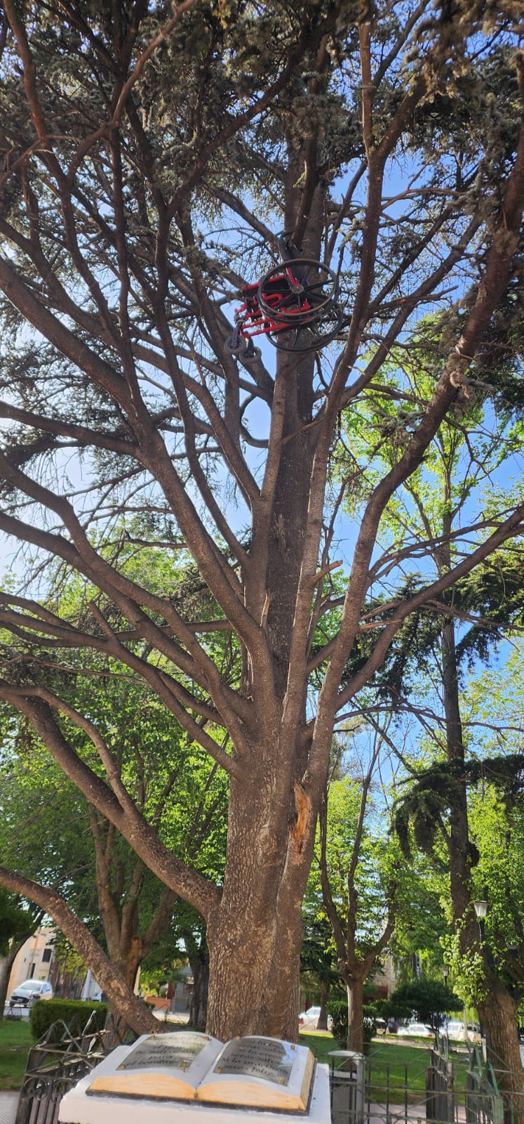 Una silla de ruedas arriba de un árbol…frente al municipio. Mensaje mafioso o travesura?