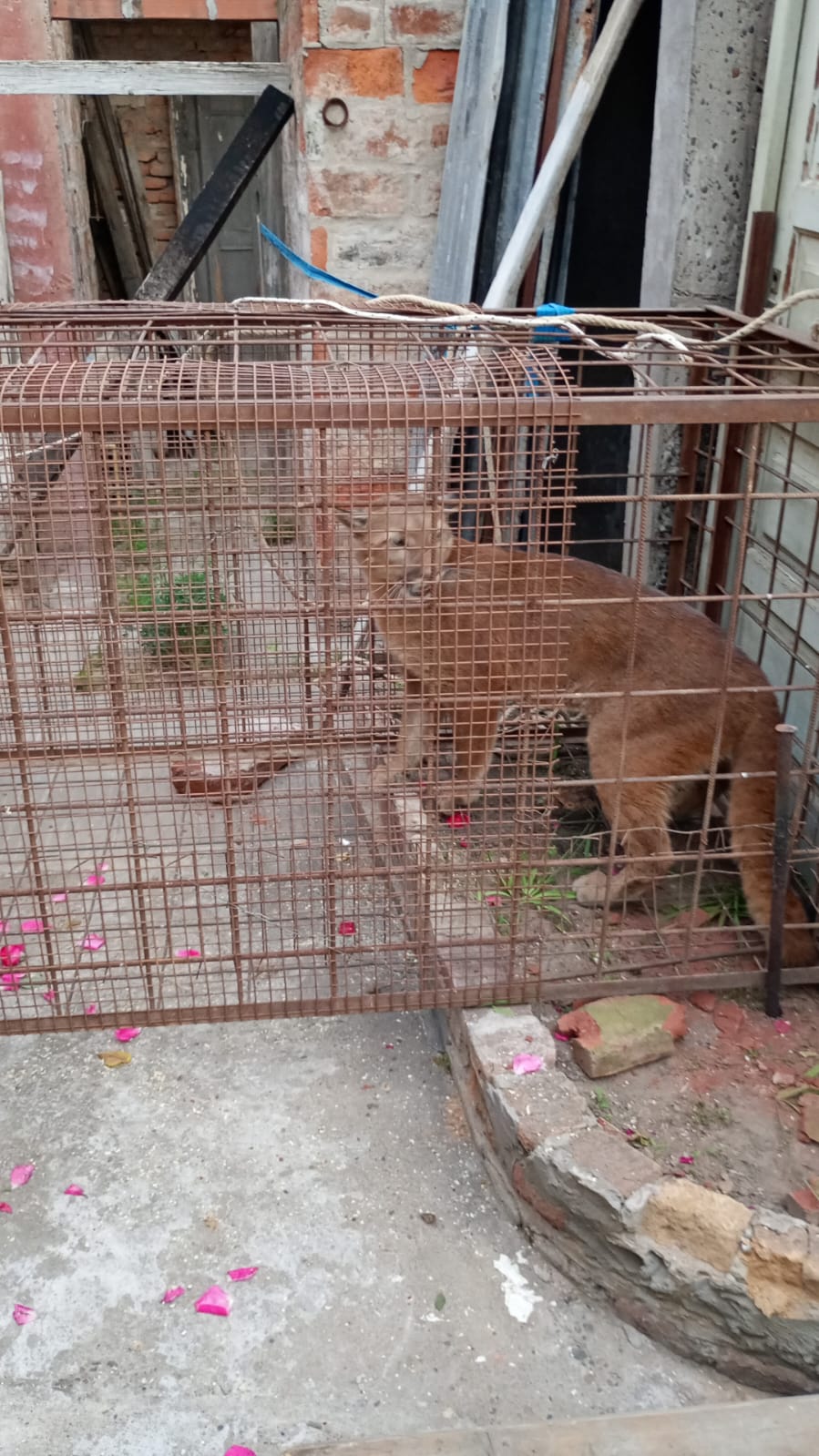 Capturaron al puma que anduvo caminando en el centro de Patagones