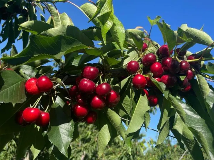 Comienza la cocecha de cerezas en Río Negro