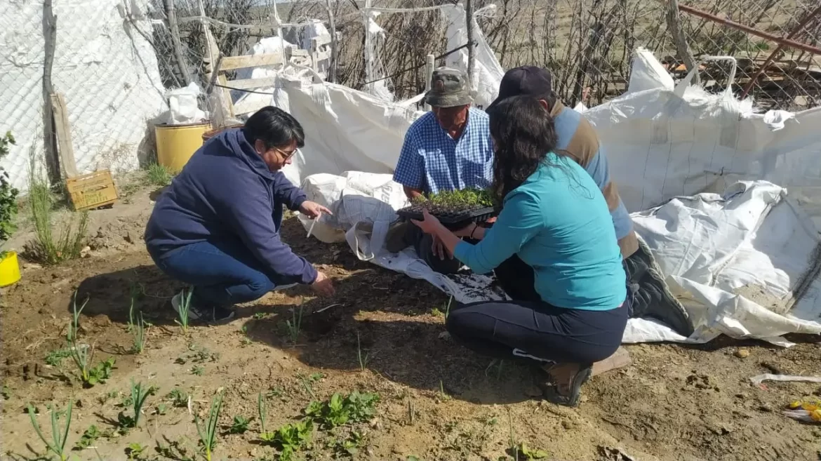 Continúa el trabajo de capacitación y entrega de plantines en Invernaderos