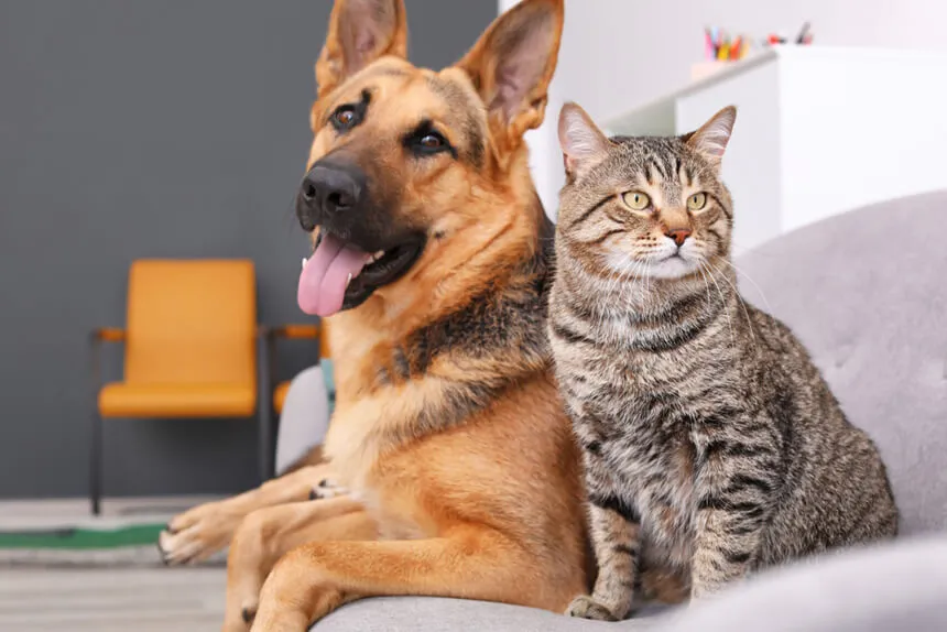 En Carmen de Patagones hay un perro o gato cada dos personas