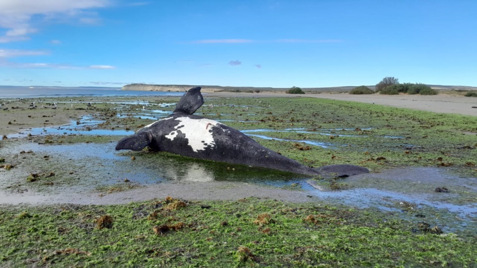 Mueren 21 ballenas en Península Valdez por consumo de algas tóxicas