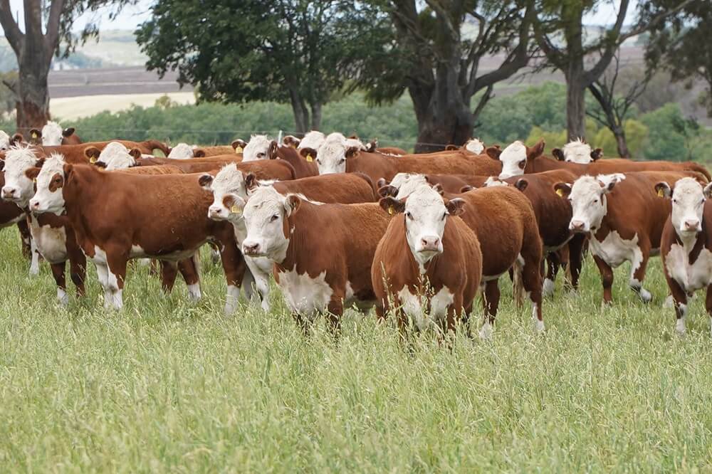 Fertilización con fósforo en el sudeste bonaerense para mejorar el engorde