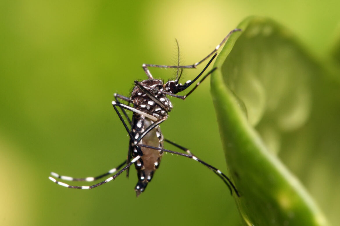 Sin vectores del dengue en Patagones, por ahora