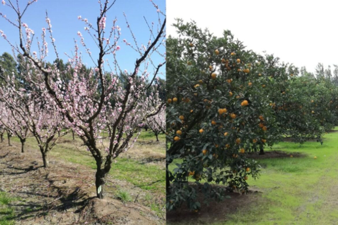 Crece y se diversifica la fruticultura bonaerense